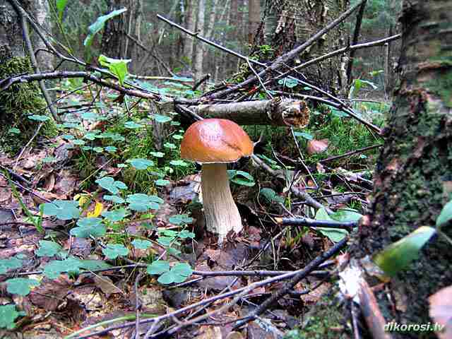  Image name: 258 Porcino.jpg 
 width: 640 pixel 
 height: 480 pixel 
 Size: 43813 bytes 
 Click to enlarge 